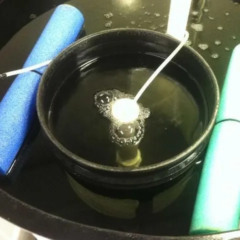 thumbnail for publication: Using Airlifts to Collect and Concentrate Copepod Nauplii